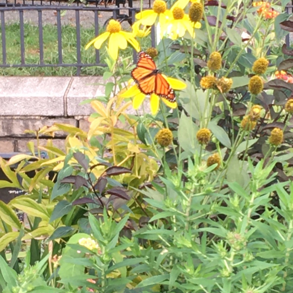 Meet your Posher, Solange